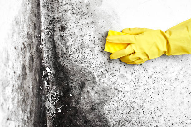 Professional Mold Removal in Hornell, NY