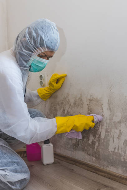 Best Emergency Mold Remediation  in Hornell, NY