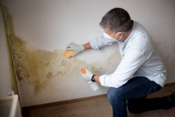 Best HVAC Mold Inspection and Cleaning  in Hornell, NY
